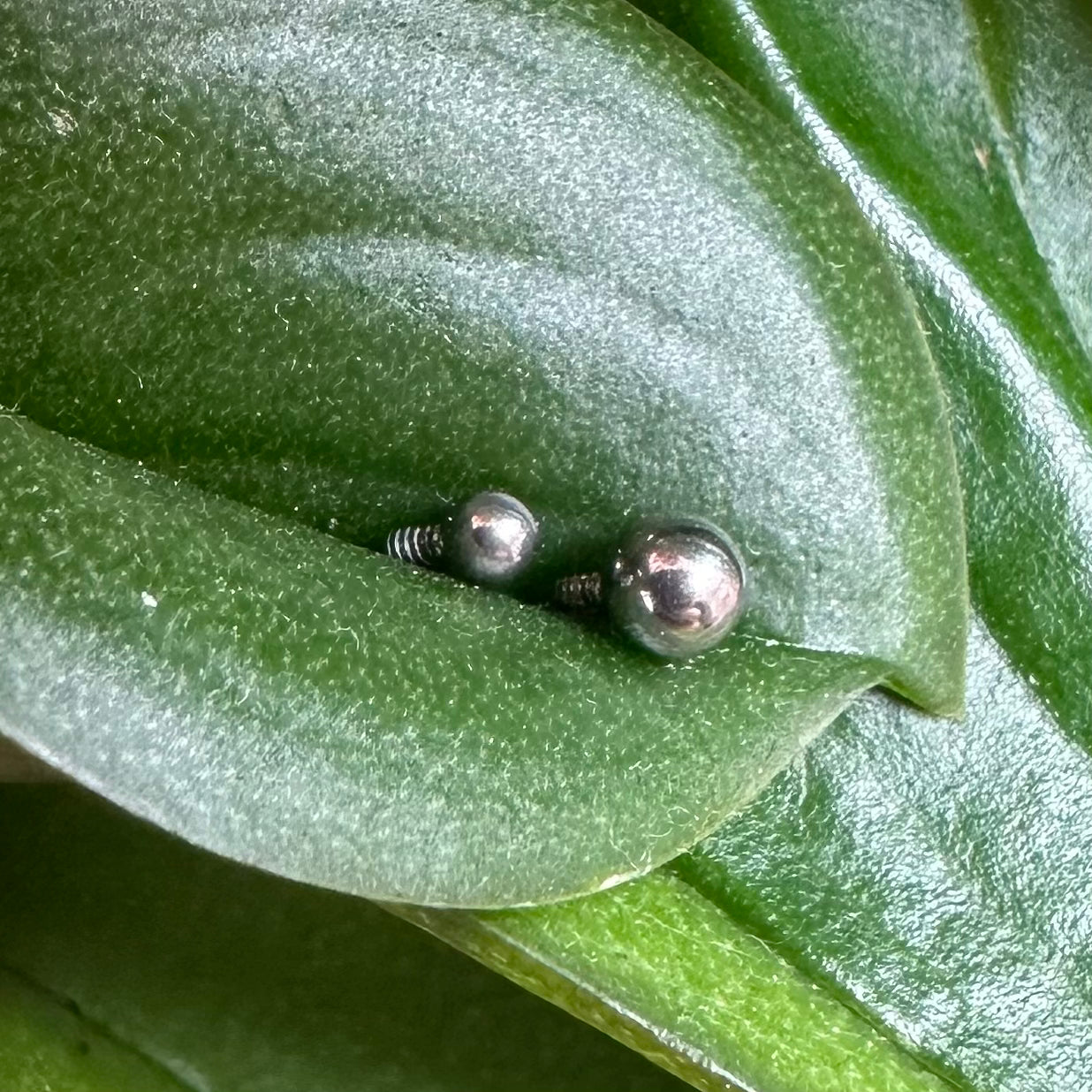 T053 LITTLE BALL